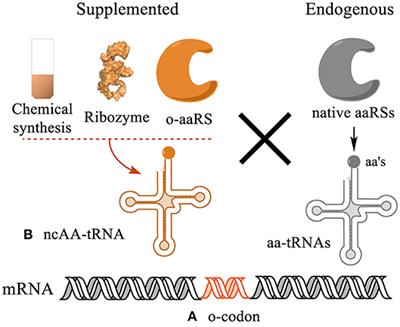 Cell-Free Approach for Non-canonical Amino Acids Incorporation Into Polypeptides